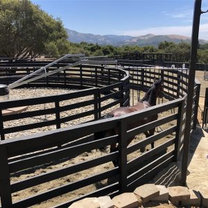 horse walking in professional horse exerciser