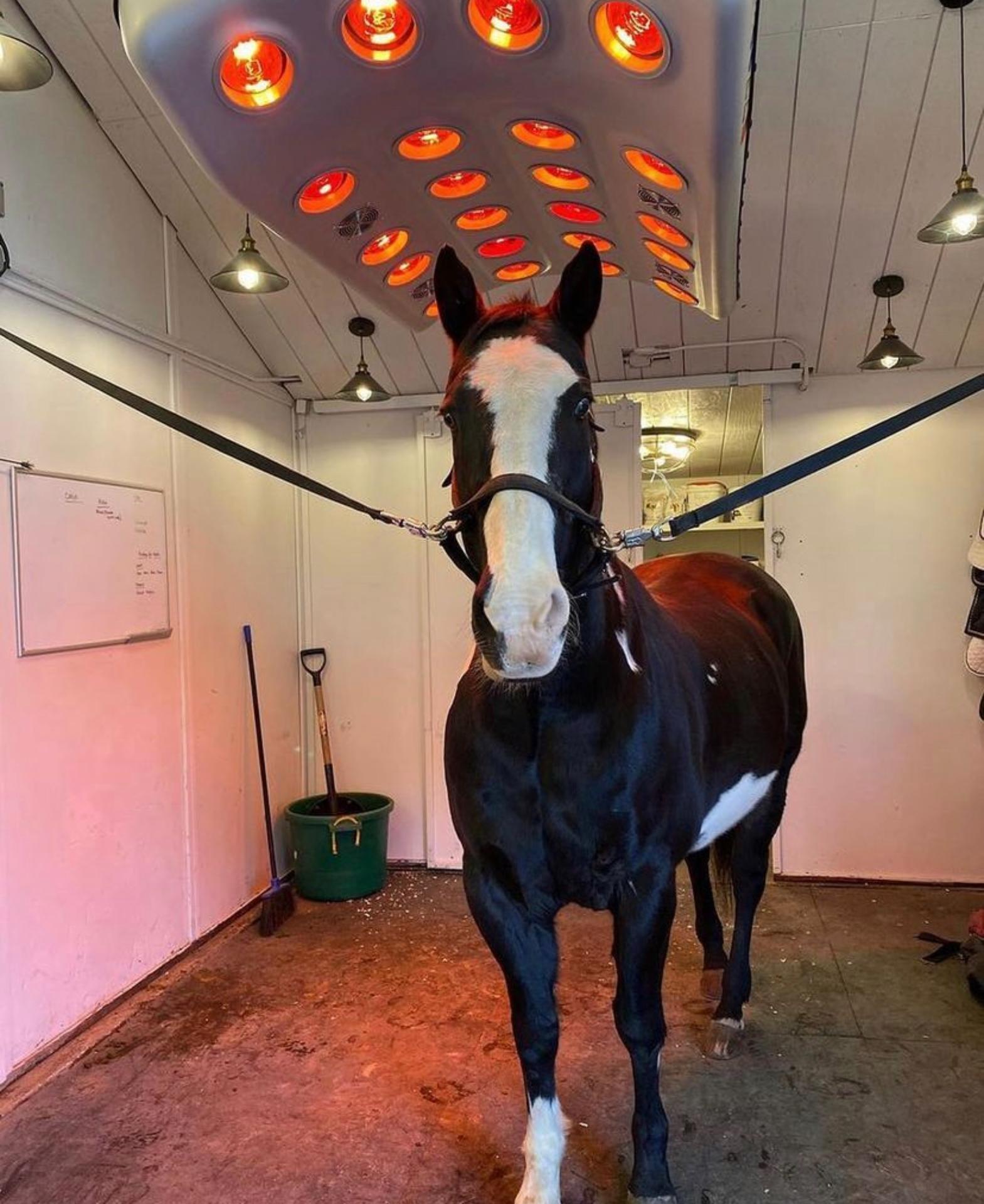 Nevada equestrians