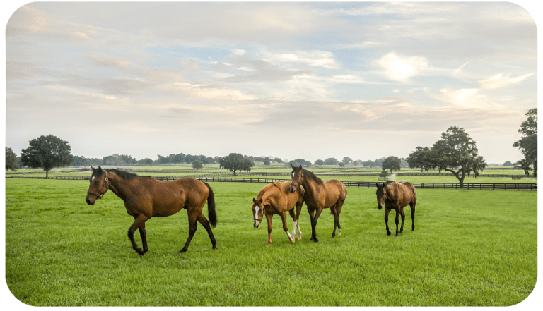 the Horse Capital of the World Infographic