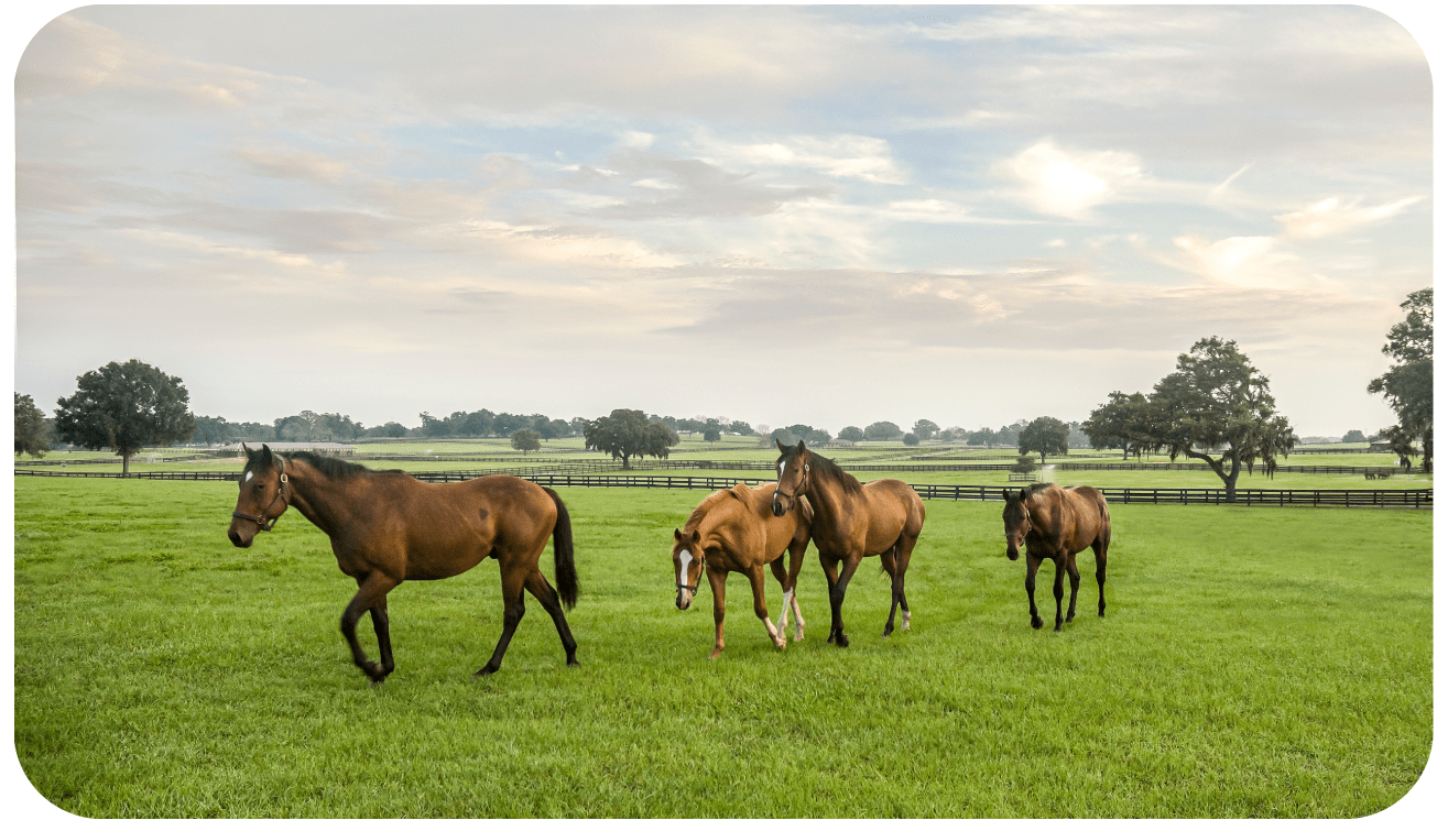 the Horse Capital of the World Infographic