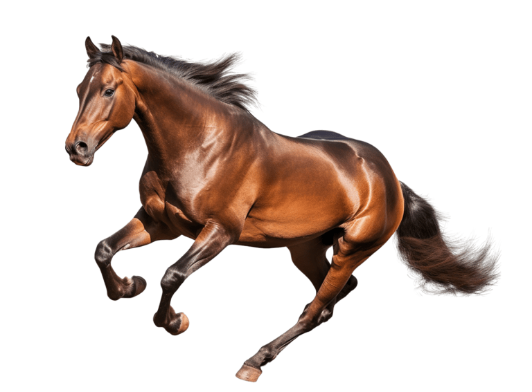 Horse Industry’s Economic Impact