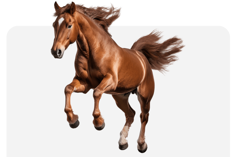 How red light supports equine wellness