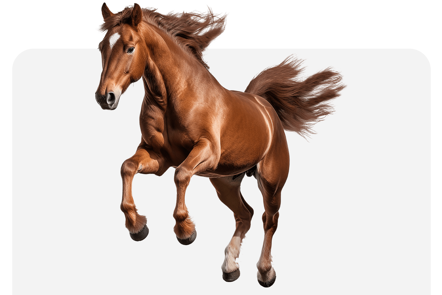 How red light supports equine wellness