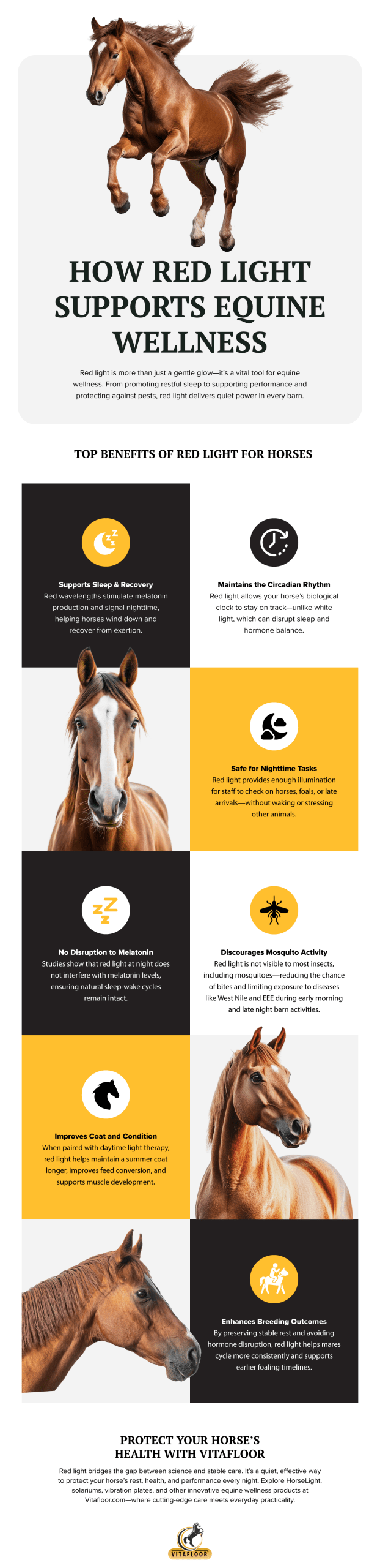 How Red Light Supports Equine Wellness Infographic